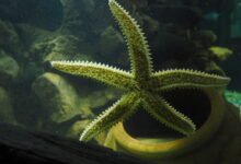 anglesey sea zoo tickets
