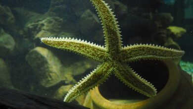 anglesey sea zoo tickets