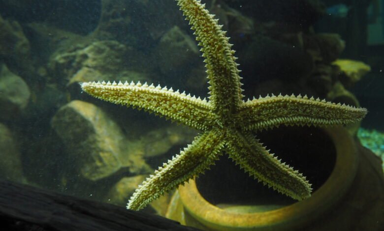 anglesey sea zoo tickets
