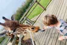 banham zoo tickets