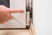 mold inspection near me