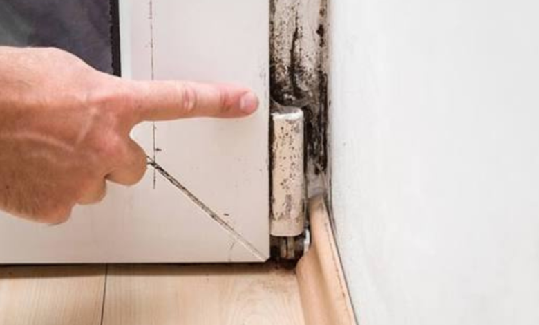 mold inspection near me