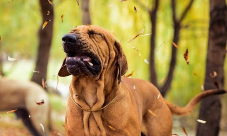 reverse sneezing in dogs